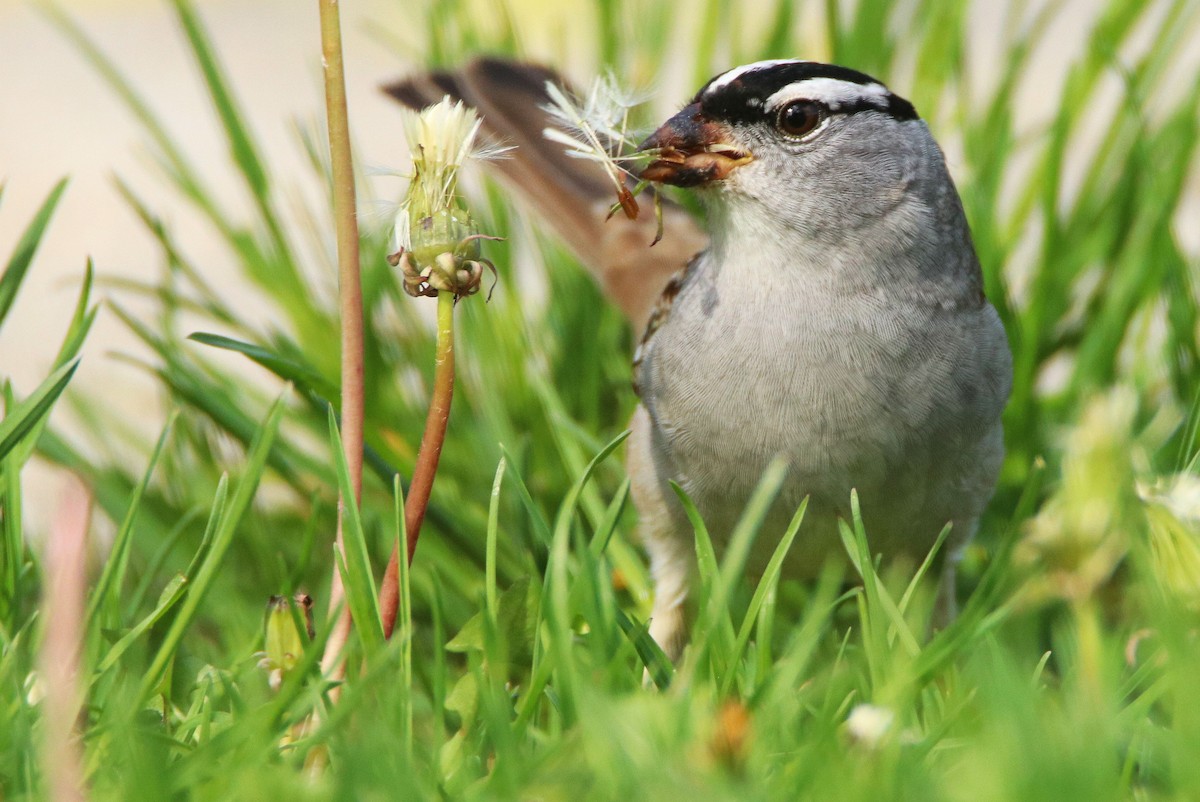 White-crowned Sparrow - ML618663793