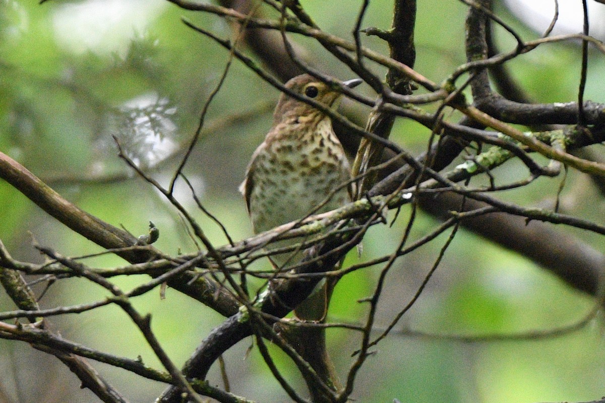 Swainson's Thrush - Jim Ivett