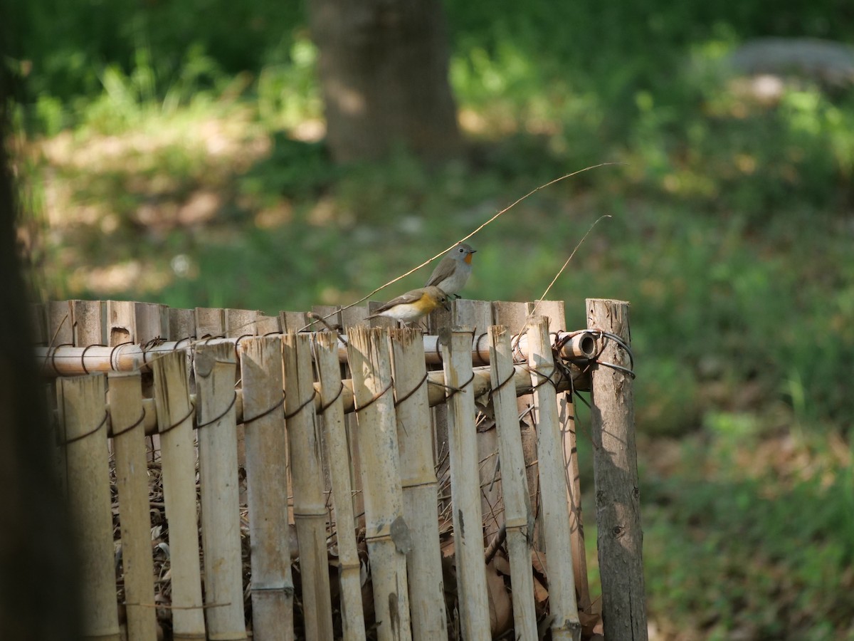 Taiga Flycatcher - guangfeng Shao