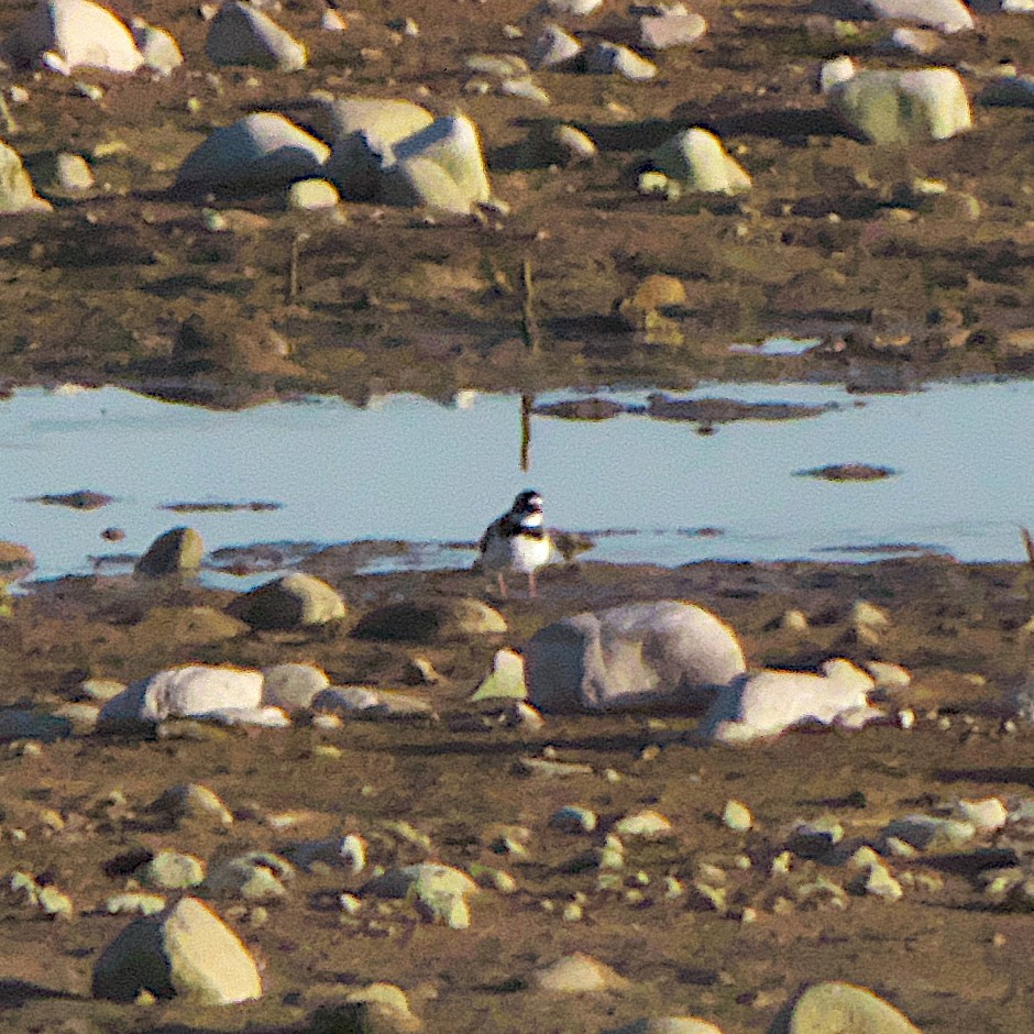 Semipalmated Plover - ML618663815
