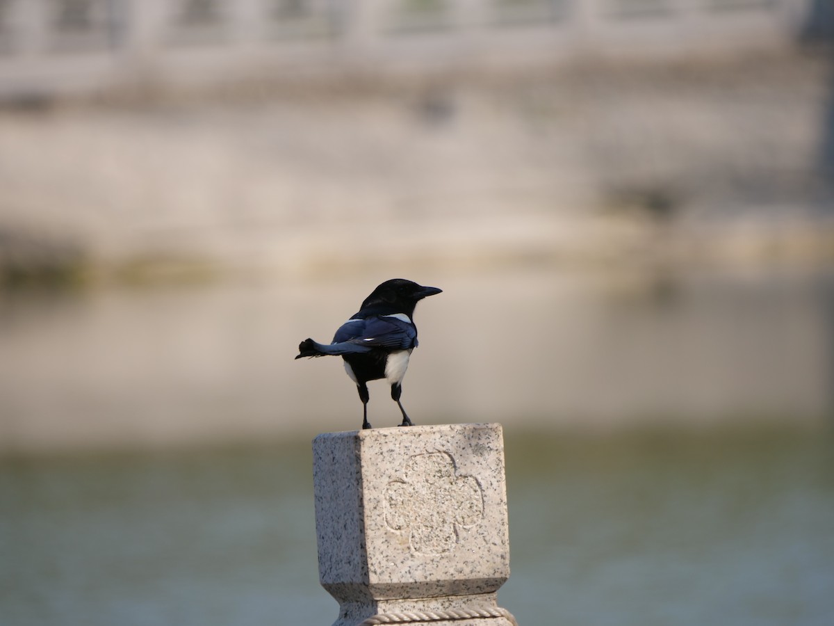 Oriental Magpie - guangfeng Shao