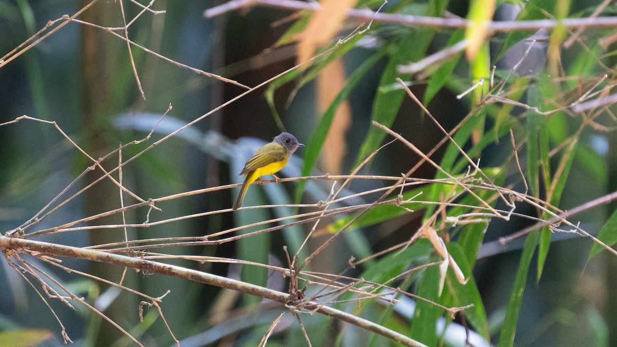 Gray-headed Canary-Flycatcher - Oğuz Eldelekli