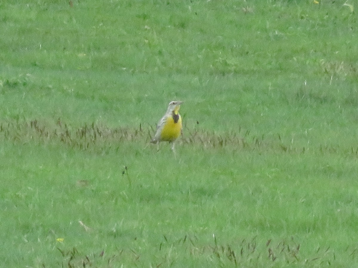 Sturnella meadowlark sp. - ML618663853