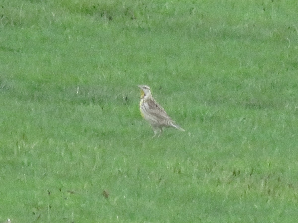 Sturnella meadowlark sp. - ML618663867