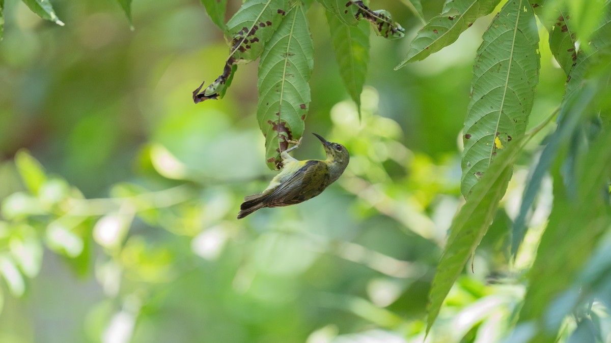 Brown-throated Sunbird - Oğuz Eldelekli