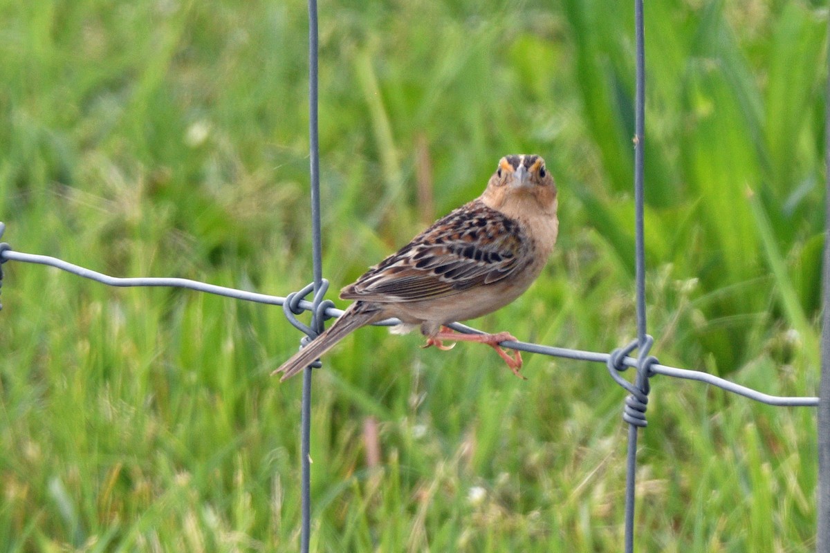 Grasshopper Sparrow - Jim Ivett