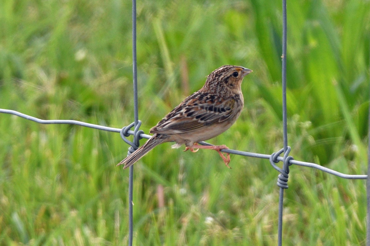 Grasshopper Sparrow - Jim Ivett