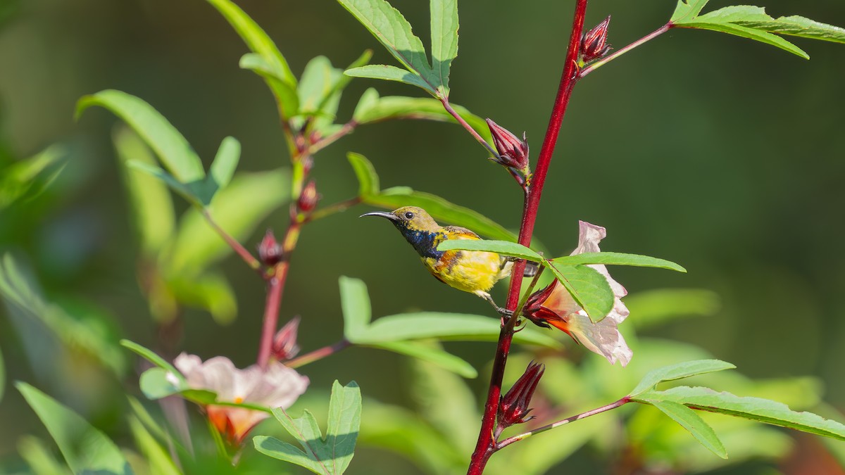Ornate Sunbird - Oğuz Eldelekli