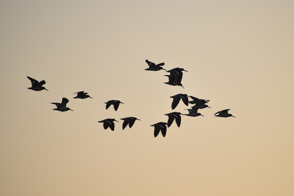 American Oystercatcher - ML618663919