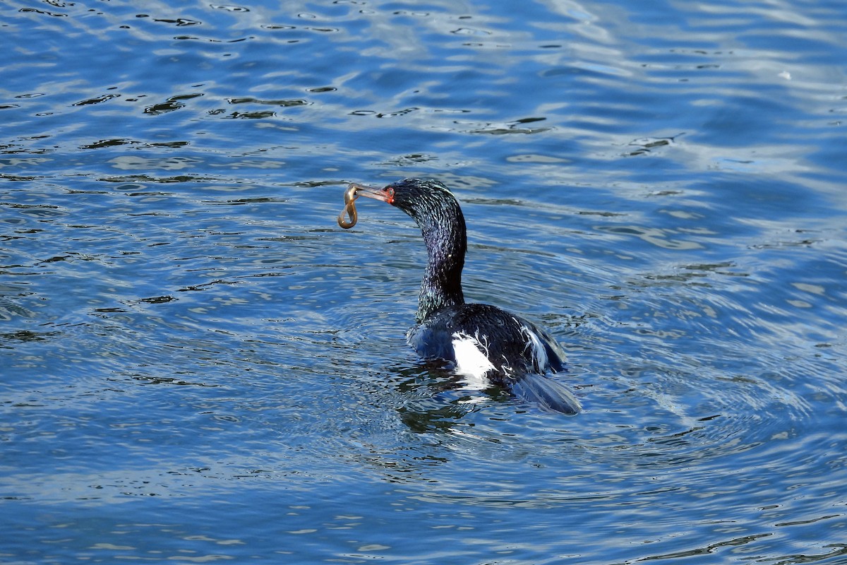 Cormorán Pelágico - ML618663967