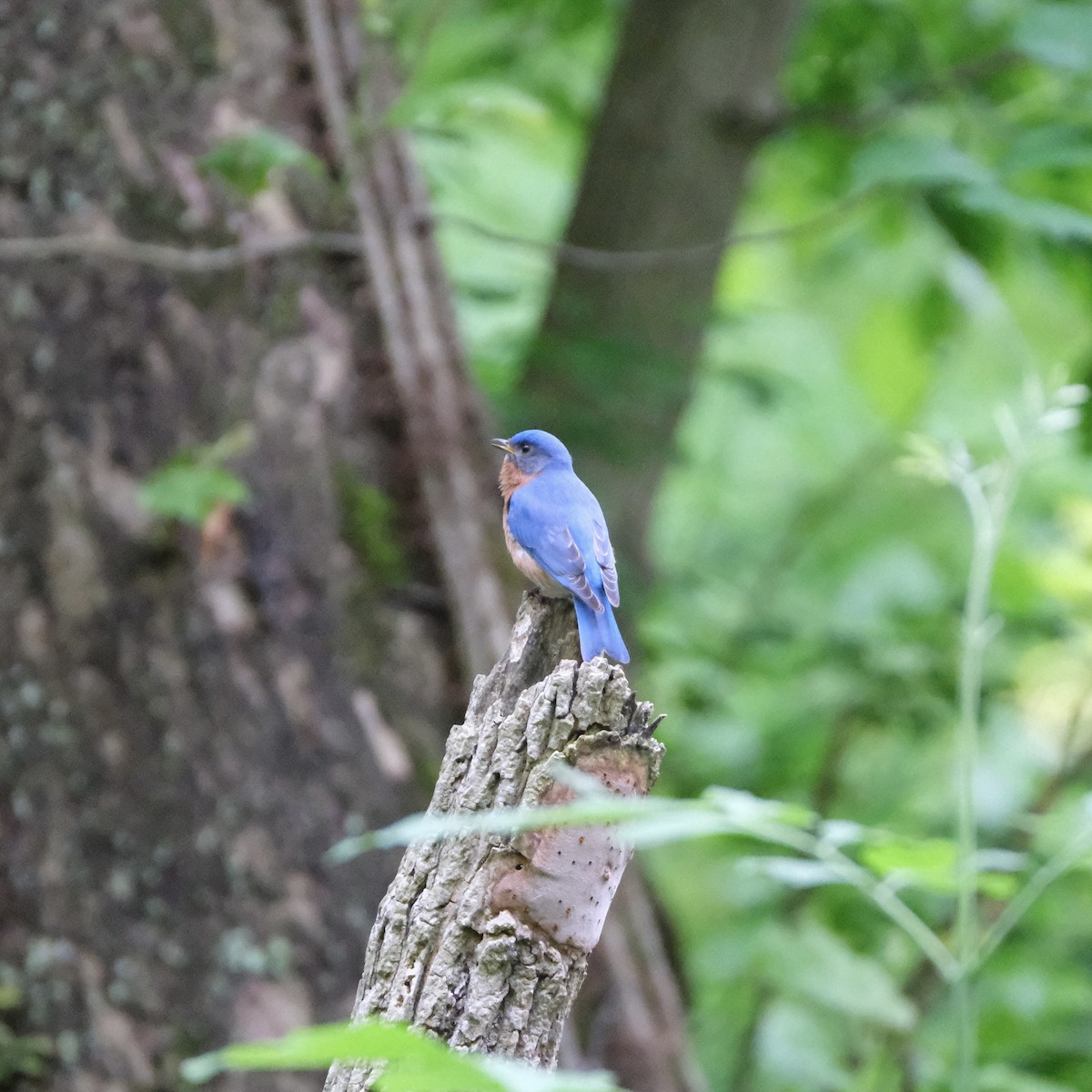 Eastern Bluebird - Emily Wiggans