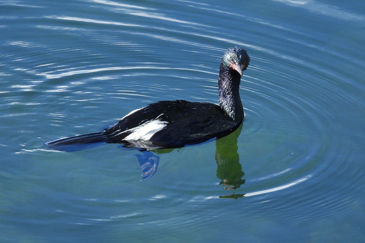 Pelagic Cormorant - Cathleen Nichols