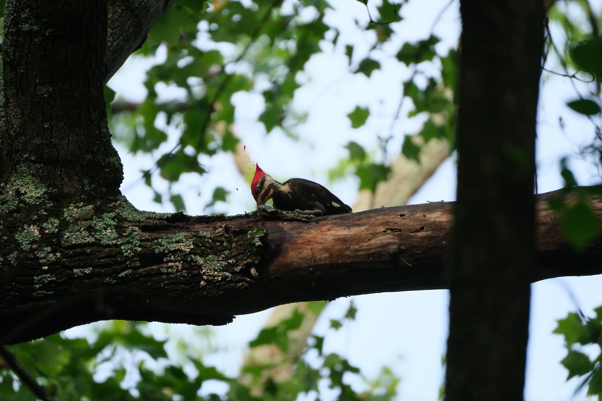 Pileated Woodpecker - ML618663993