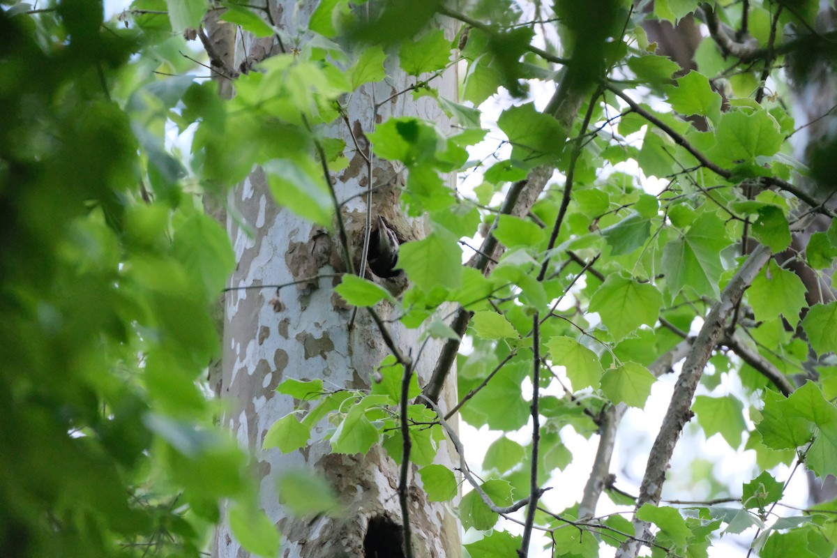 Pileated Woodpecker - ML618663994