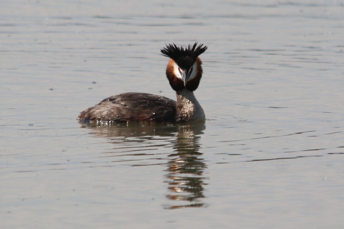 Great Crested Grebe - ML618663999