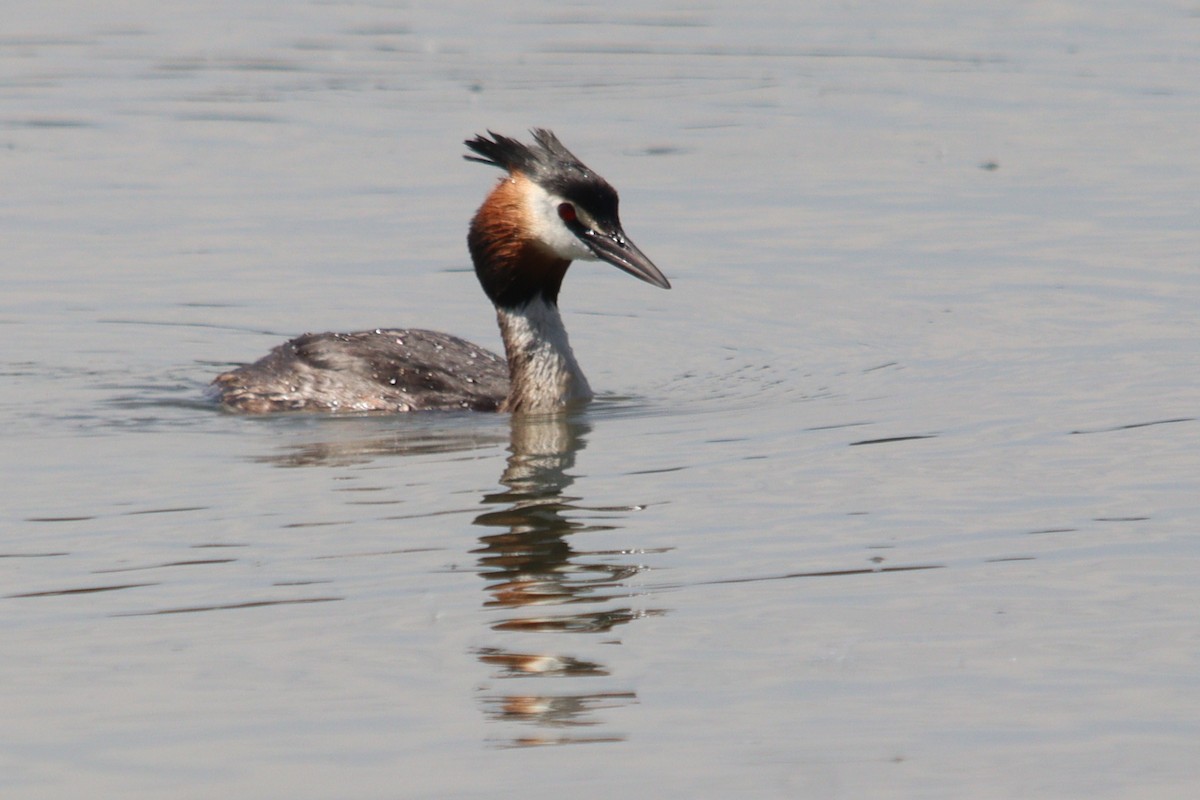 Great Crested Grebe - ML618664000