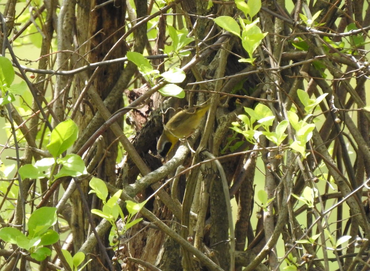 Common Yellowthroat - ML618664003