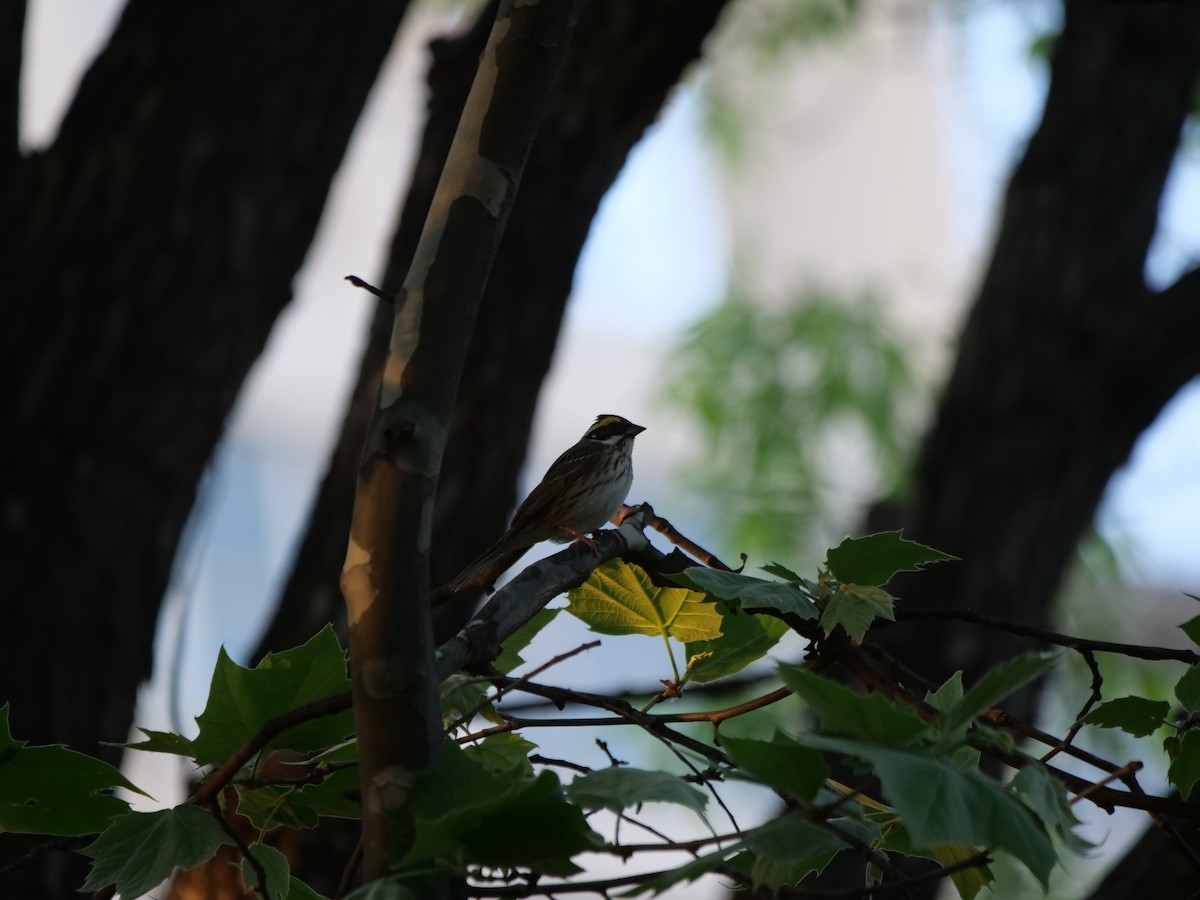 Yellow-browed Bunting - ML618664009