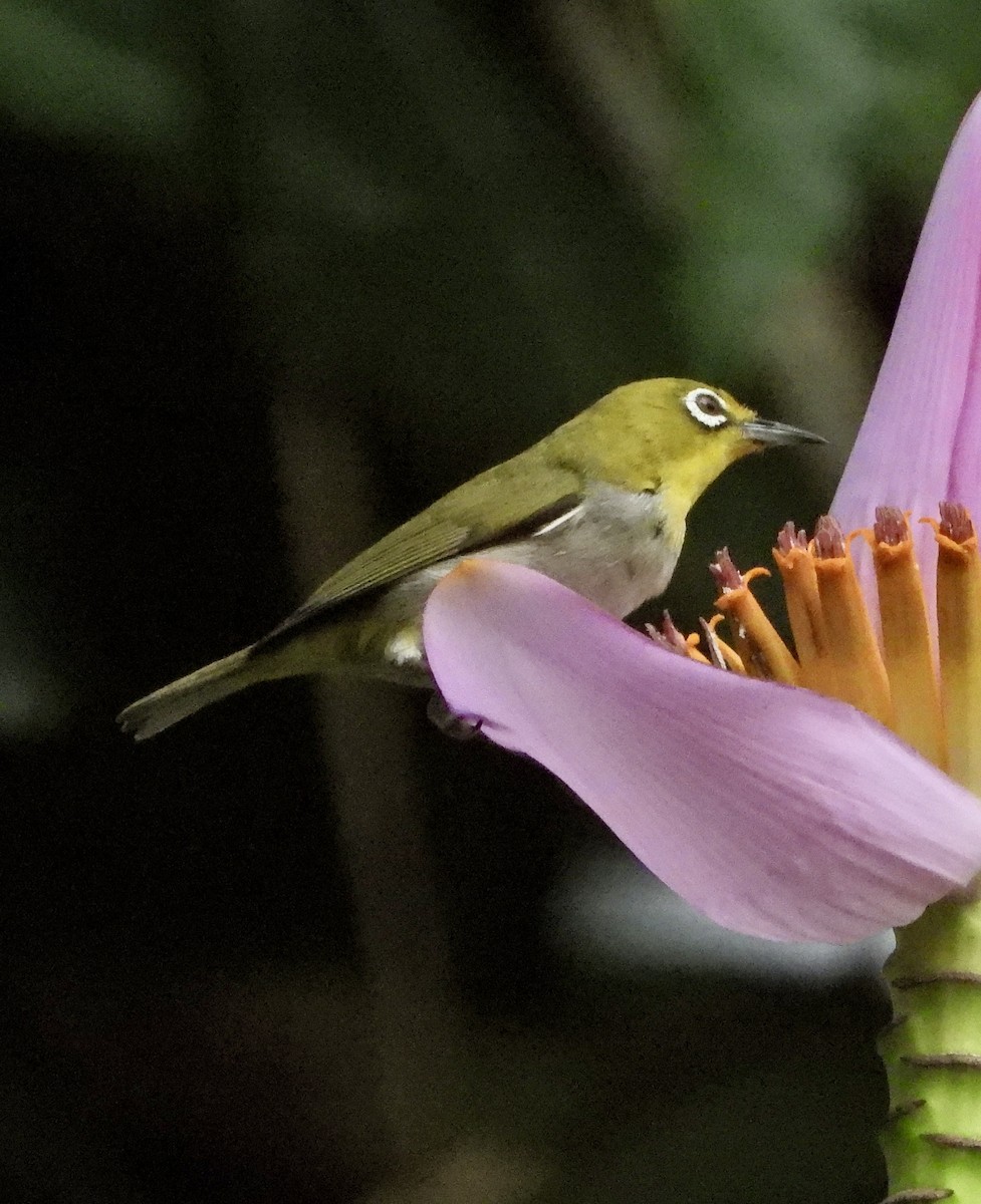 Swinhoe's White-eye - ML618664019