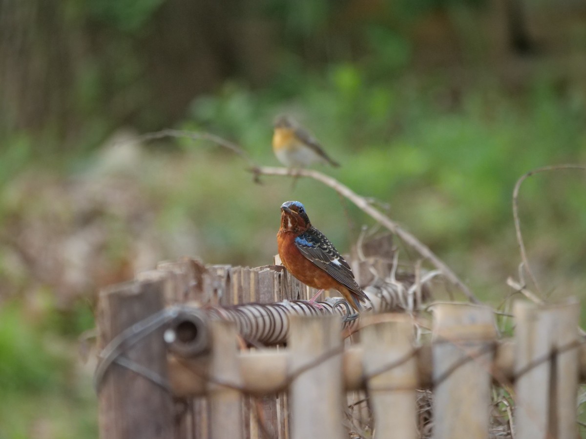 White-throated Rock-Thrush - ML618664021