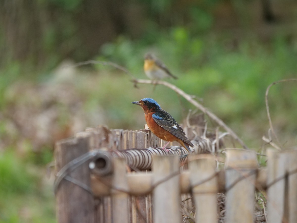 White-throated Rock-Thrush - ML618664022