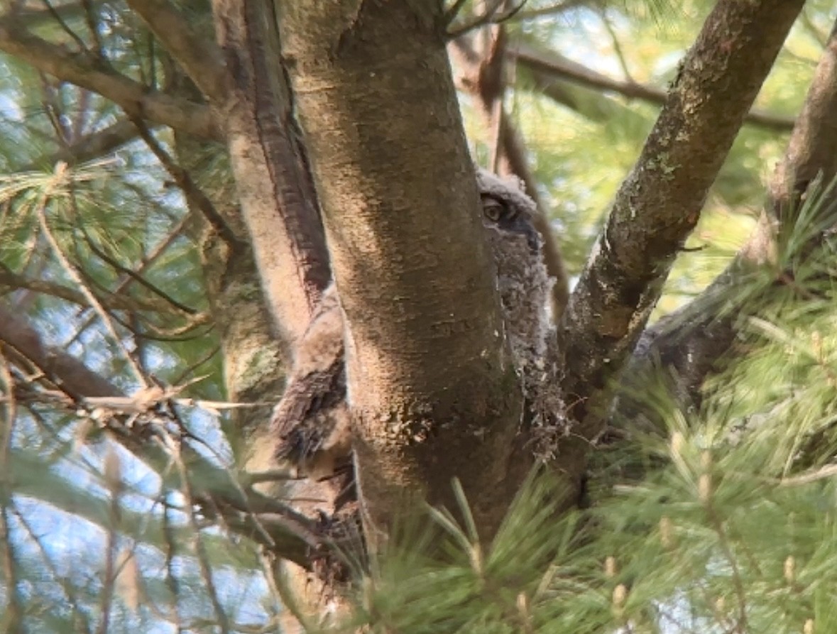 Great Horned Owl - ML618664030