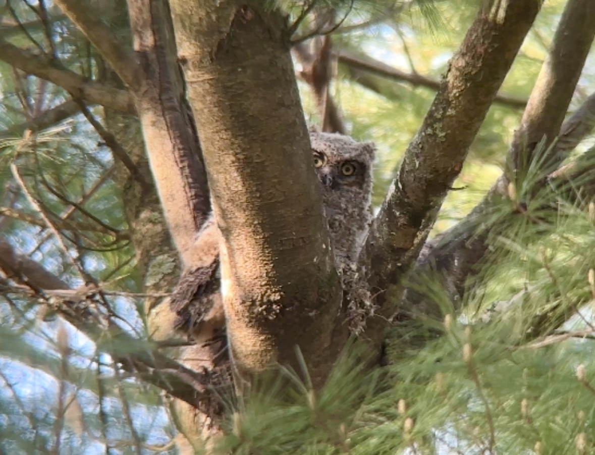 Great Horned Owl - ML618664032