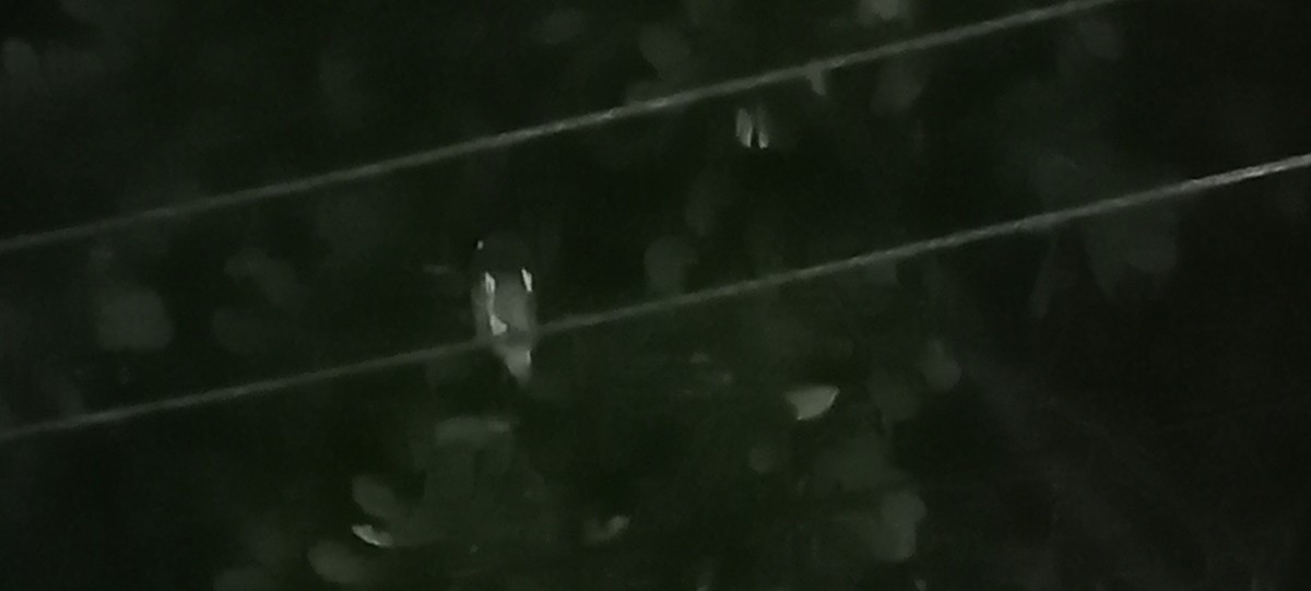 Brown Boobook - ML618664048