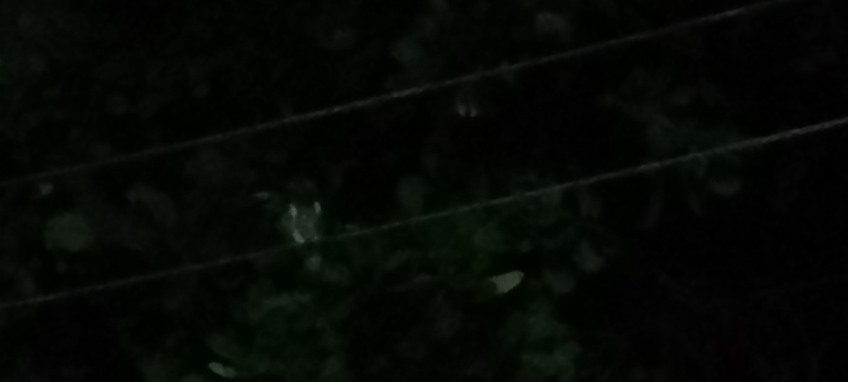 Brown Boobook - ML618664049