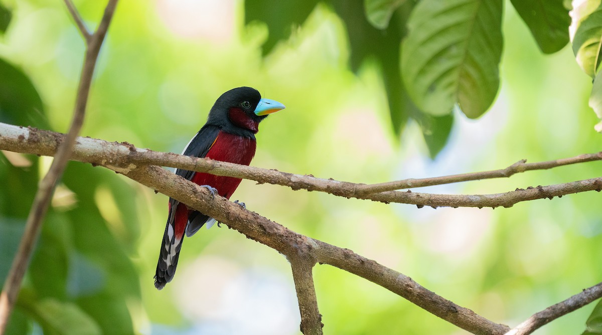 Black-and-red Broadbill - ML618664061