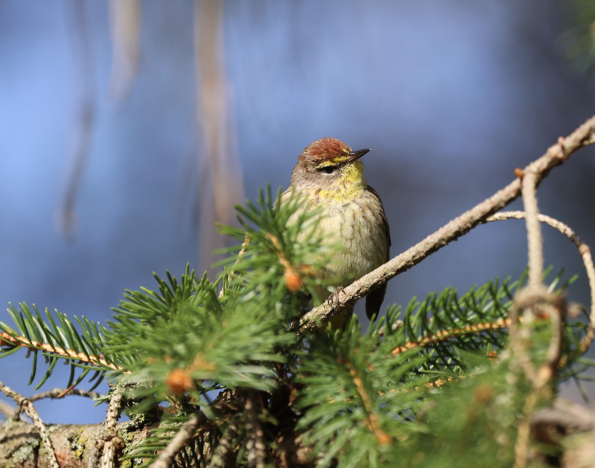 Palm Warbler - ML618664066