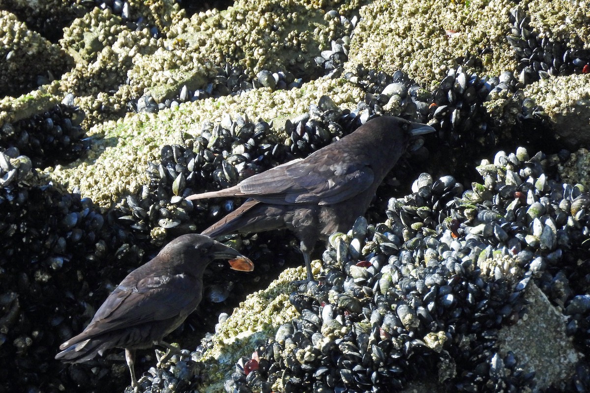 American Crow - ML618664072