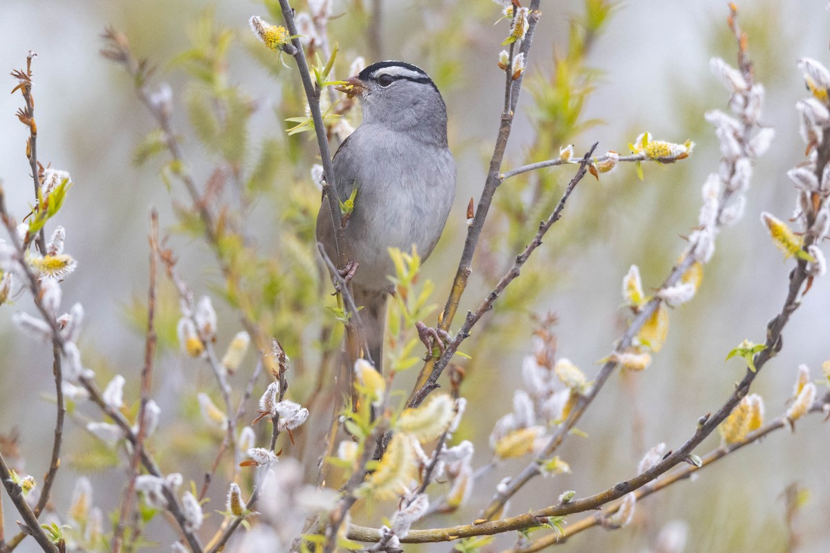 White-crowned Sparrow - County Lister Brendan