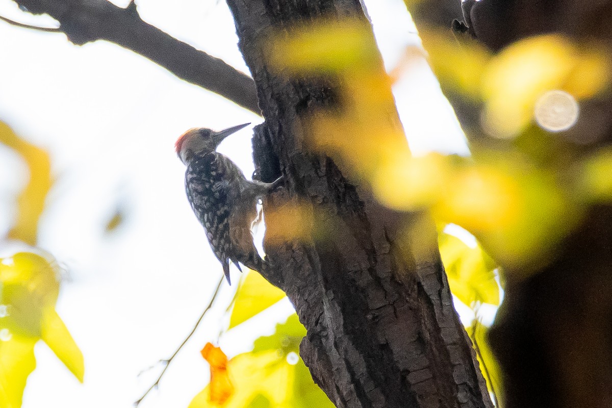 Yellow-crowned Woodpecker - ML618664082