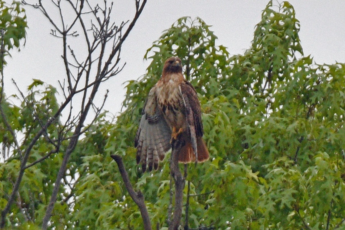 Red-tailed Hawk - Jim Ivett