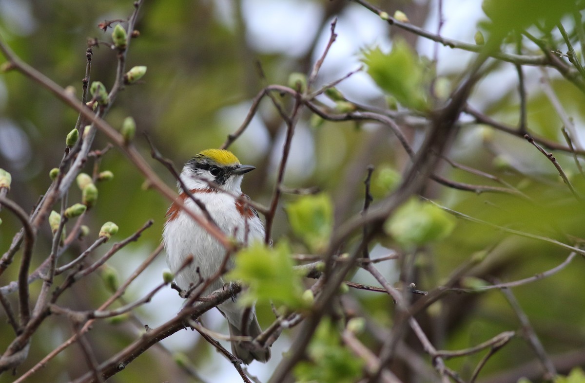 Chestnut-sided Warbler - Lily Morello