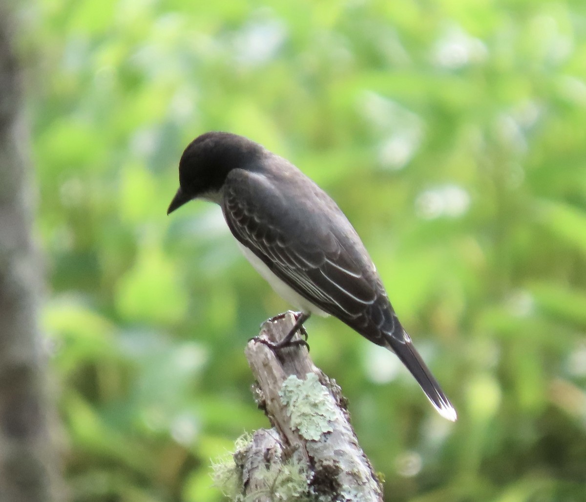 Eastern Kingbird - ML618664163