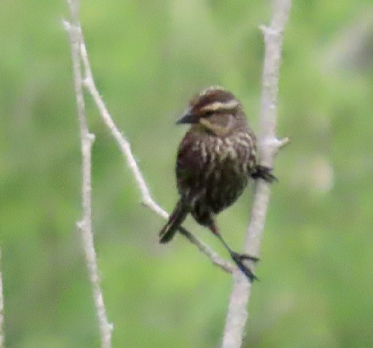 Northern Waterthrush - Vicki Nebes