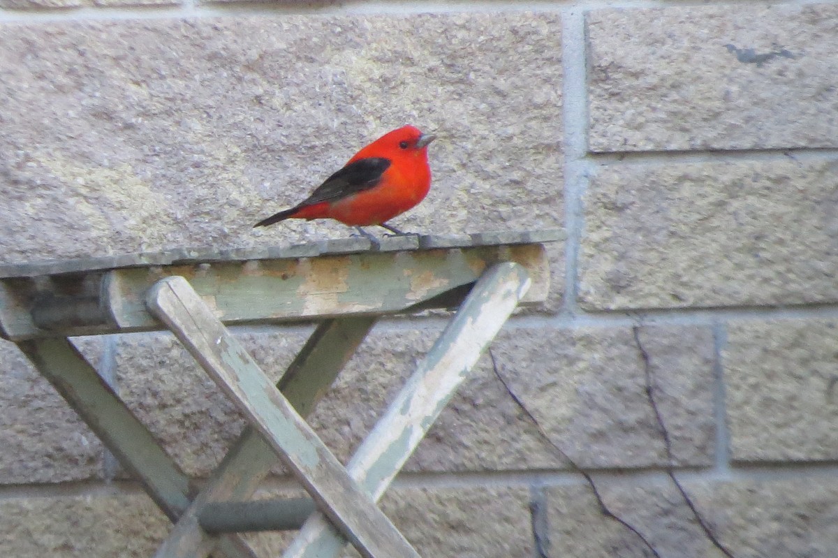 Scarlet Tanager - ML618664179