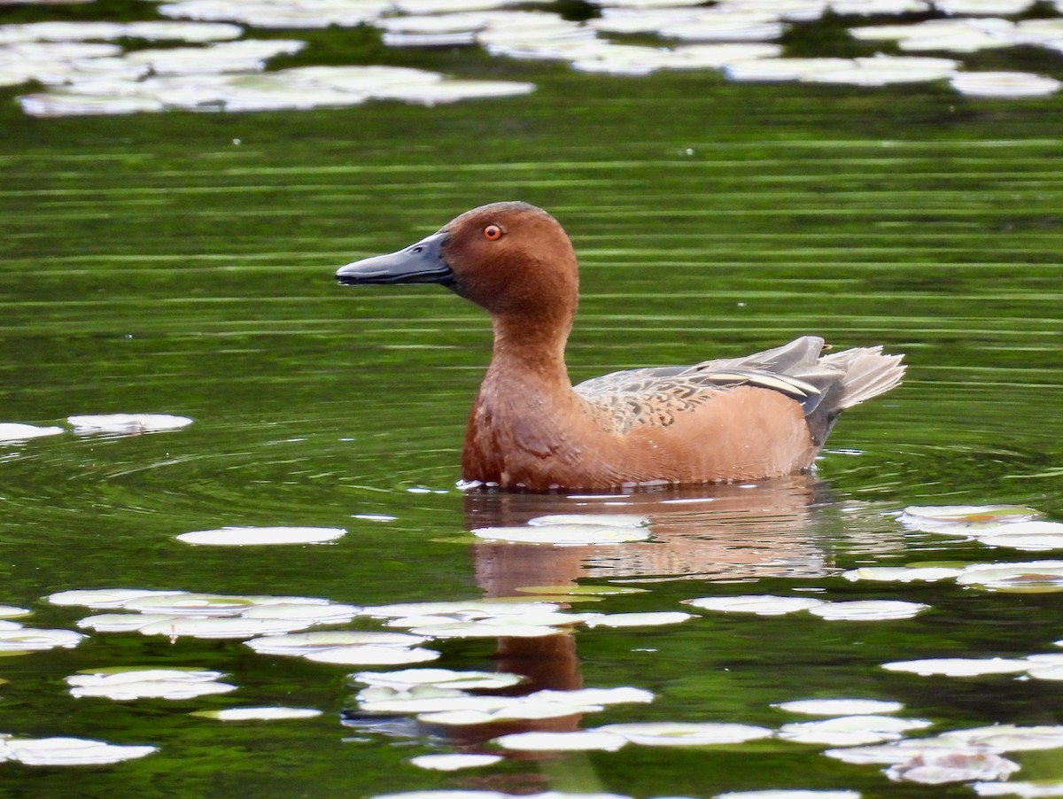 Cinnamon Teal - ML618664186