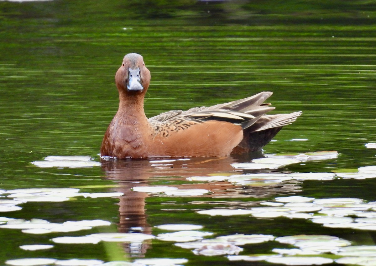 Cinnamon Teal - ML618664189