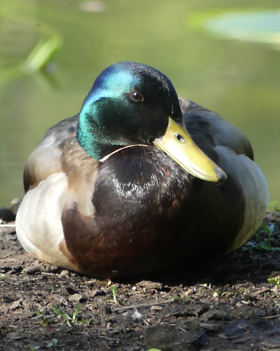 Mallard - ML618664275