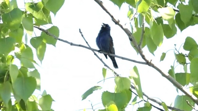 Blue Grosbeak - ML618664278