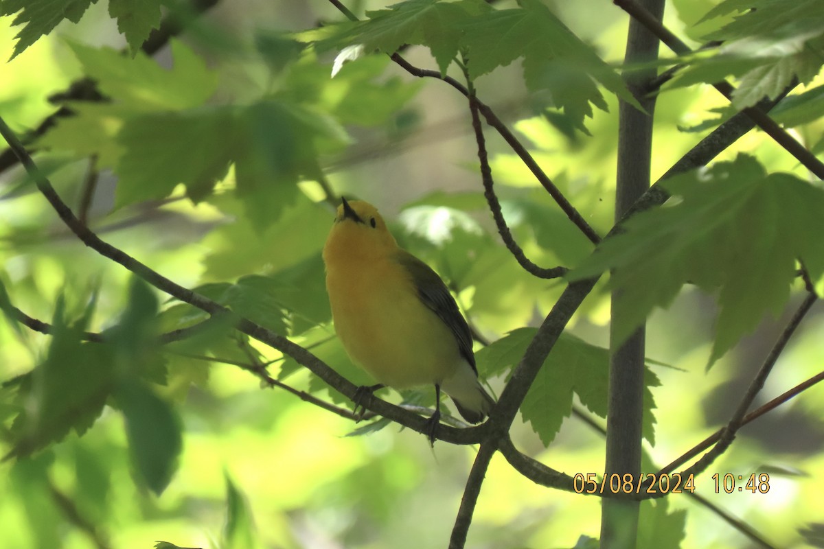 Prothonotary Warbler - Cindy & Mike Venus