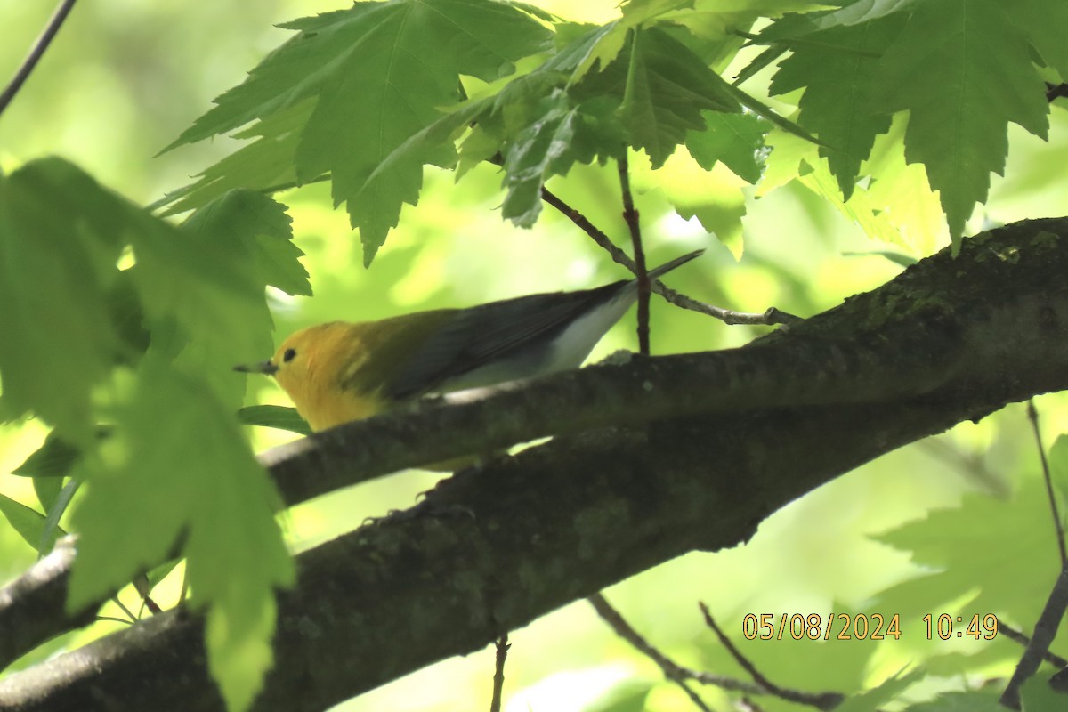 Prothonotary Warbler - Cindy & Mike Venus