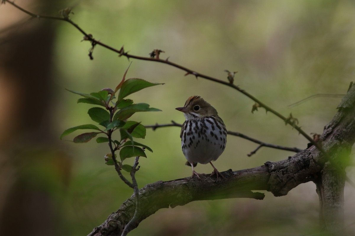 Ovenbird - ML618664288