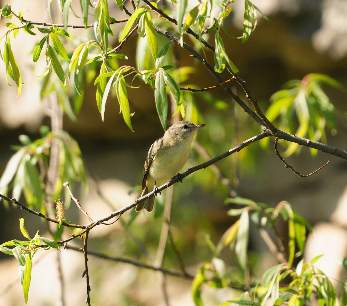 Warbling Vireo - ML618664305