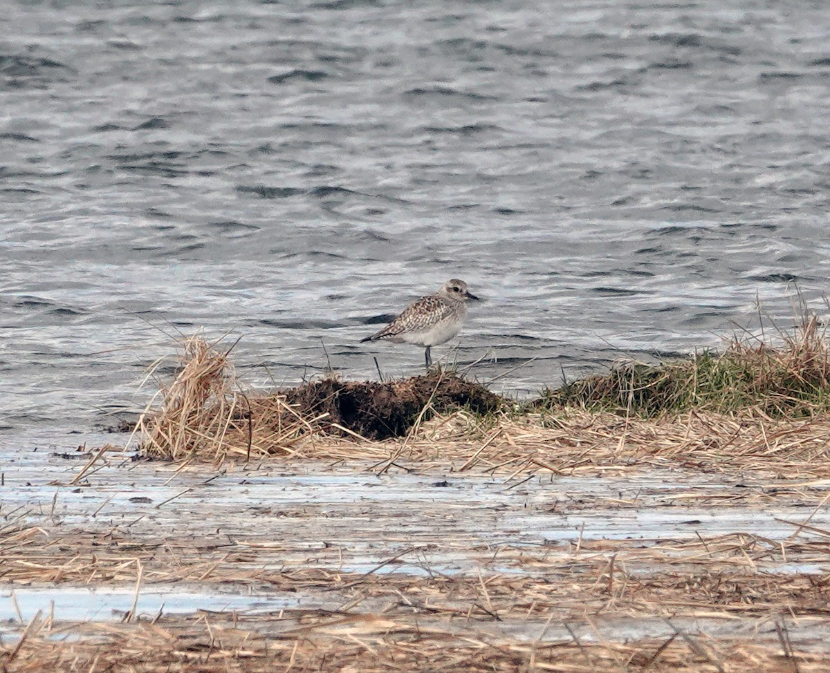 Black-bellied Plover - ML618664311