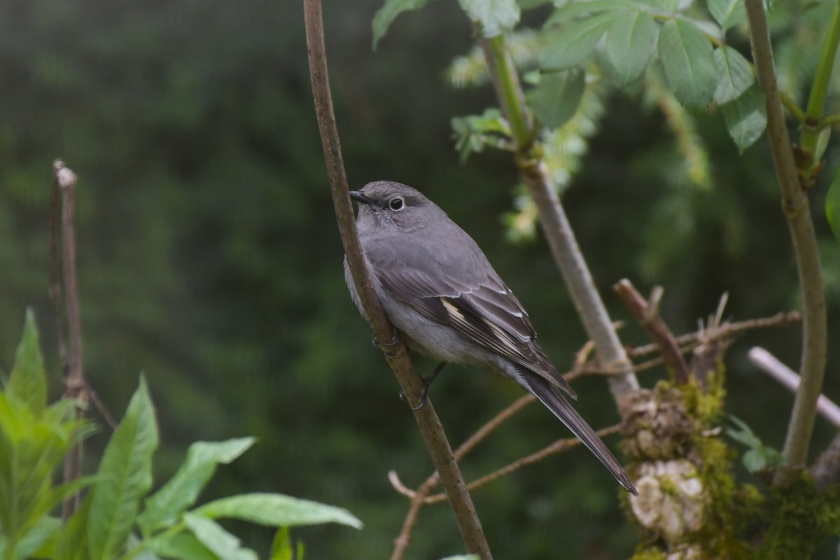 Townsend's Solitaire - ML618664320