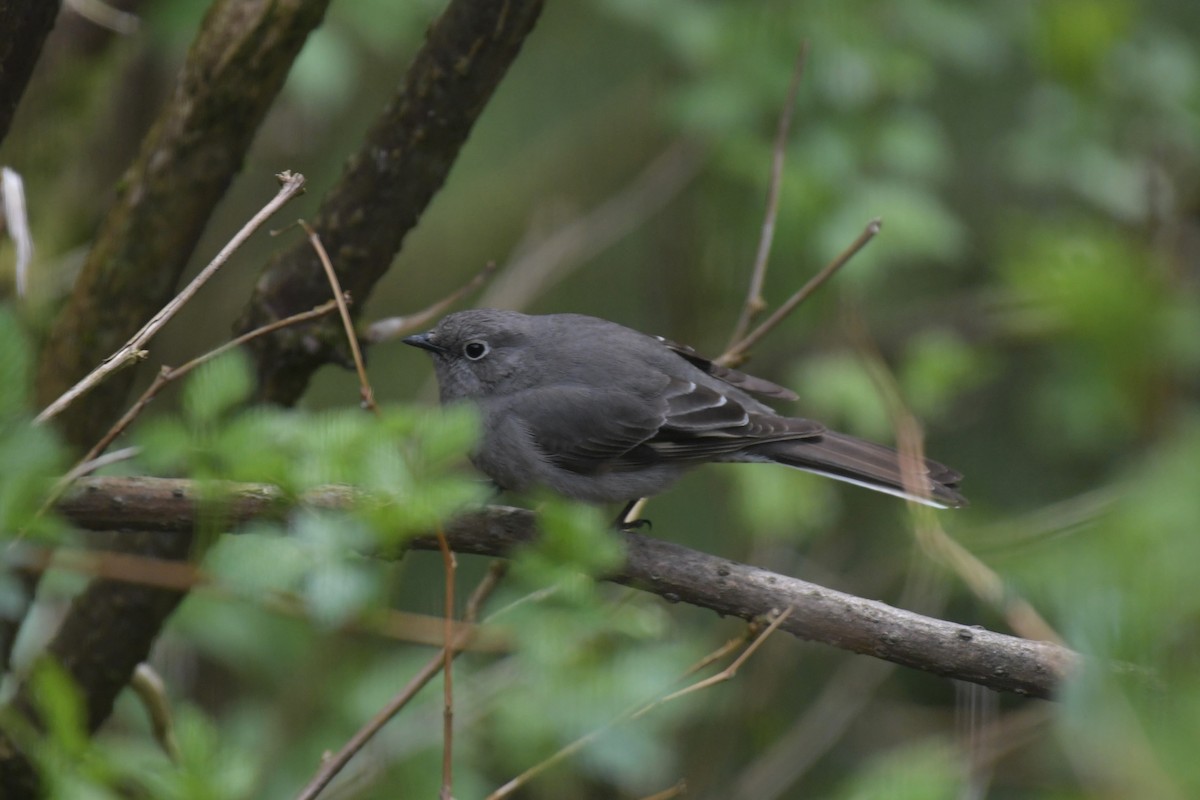 Townsend's Solitaire - ML618664321